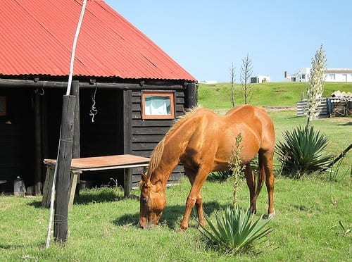 A horse grazing in Cabo Polonio, Uruguay 