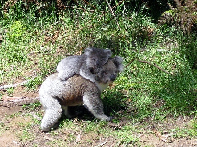 A Baby Koala on Top of Her Mom - Should You Start a Travel Blog: The Dirty Truth
