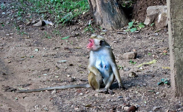 A Monkey at Polonnaruwa in Sri Lanka
