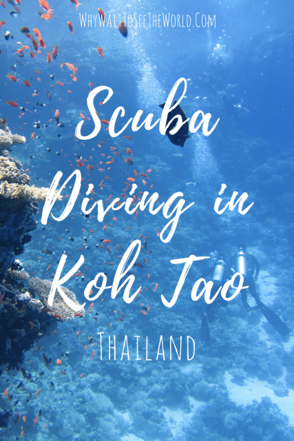 Scuba Diving in Koh Tao