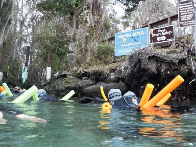 Crystal River in Florida - Swimming with Manatees