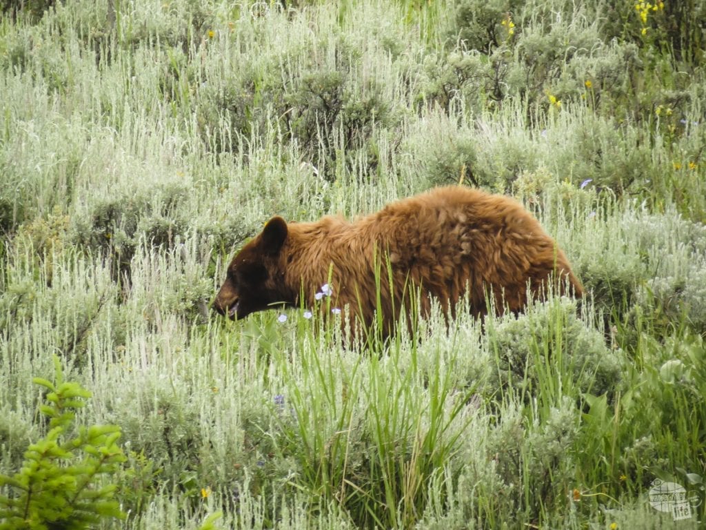 A cinnamon black bear on Beavers Pond Trail - A 7 Week RV Trip Through the American West