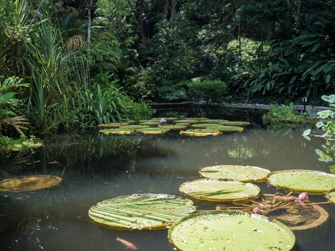 Lily Pads in a pond in Penang, Malaysia - How Much Does a Luxury Malaysia Holiday Cost?
