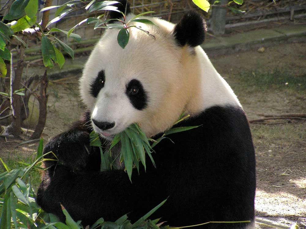 A Panda at the Beijing Zoo Chewing on Bamboo - Where to See Giant Pandas in Beijing