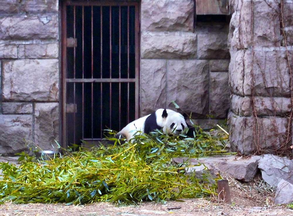 A Giant Panda Lying in a Pile of Bamboo at the Beijing Zoo - How to Visit the Giant Pandas in Beijing