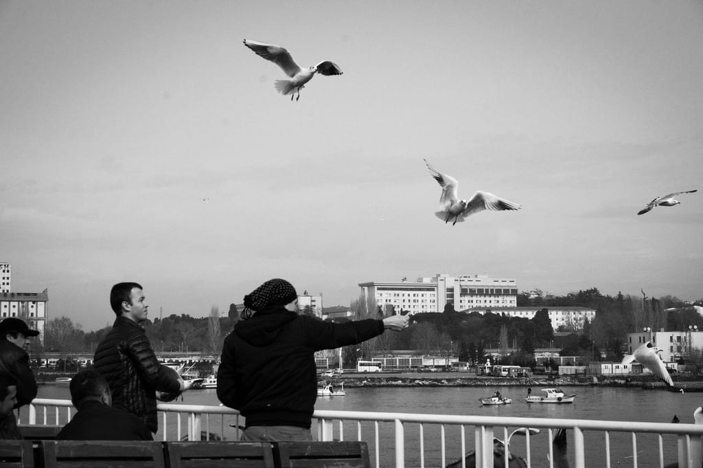 Seagulls Flying Over the Bosphorus in Istanbul - Istanbul and Cappadocia in Beautiful Photos